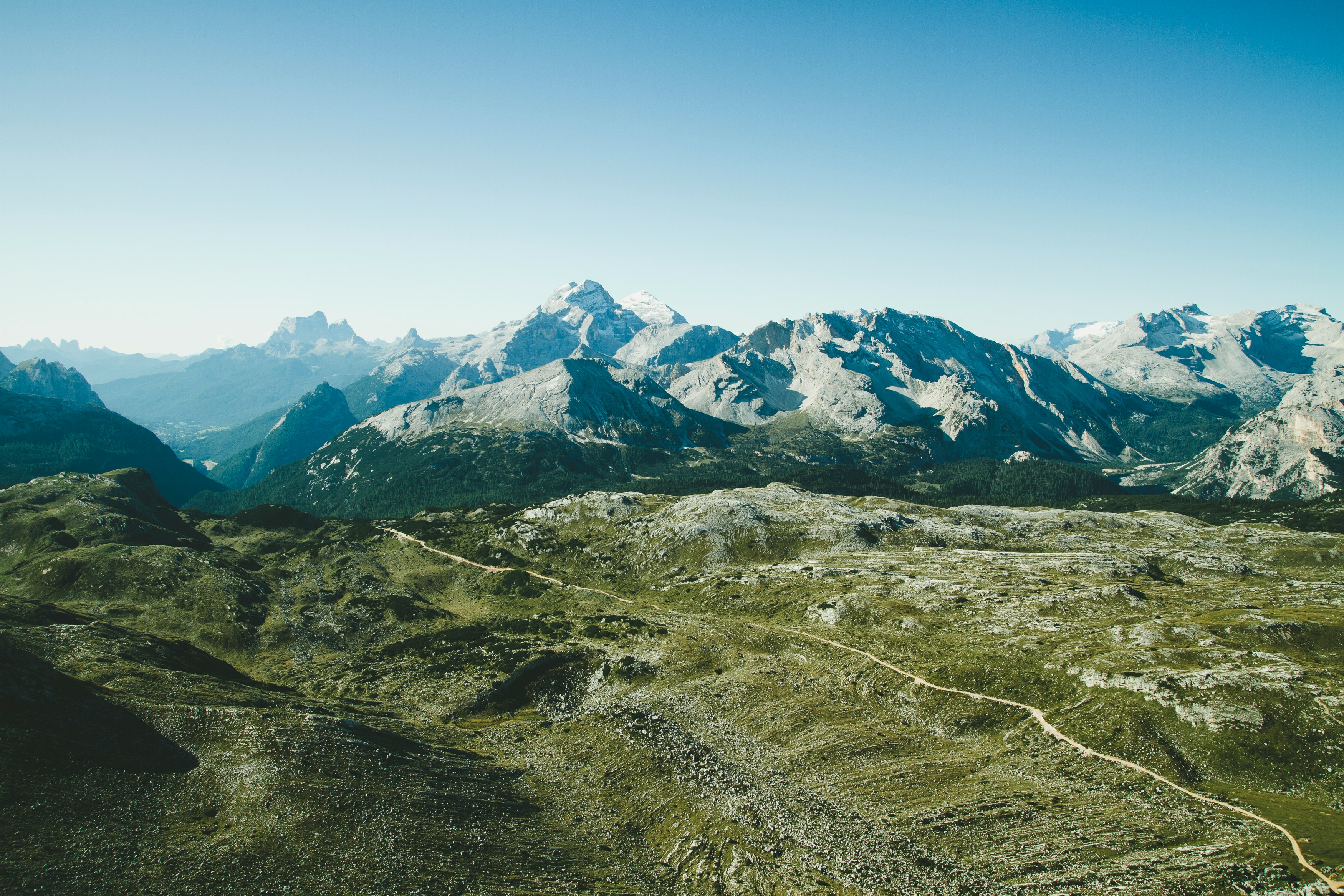 birds eye photography of forest